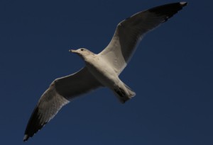 Seagull at the Coyote Point Park