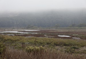 Pescadero Marshland